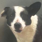 20 Pippa #26208